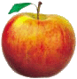 Apfel1transparent